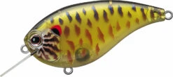 Evergreen International Flat Force 4 Flat-Sided Shallow Diving Crankbait 32 Evergreen International Flat Force 4 Flat-Sided Shallow Diving Crankbait -Sport Fishing Shop ever green ff 286 skeleton pumpkinseed